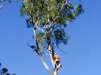 Big River Tree Services image 5